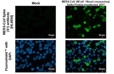 Anti-MERS-CoV Spike (S1) antibody [HL4654] used in Immunocytochemistry/ Immunofluorescence (ICC/IF). GTX644527